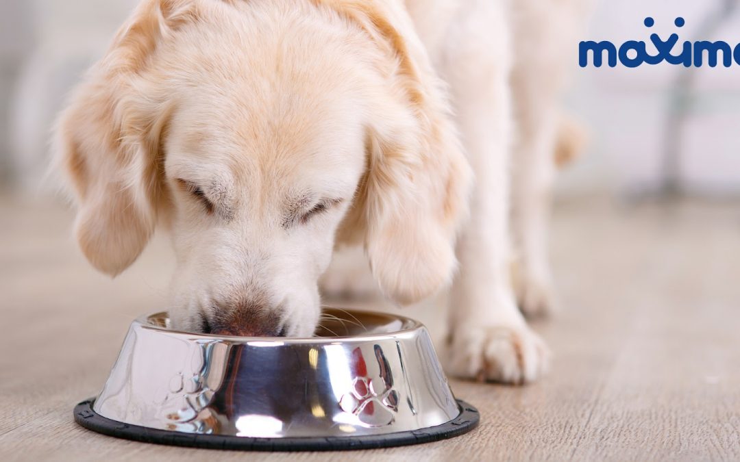 5 Steps Every Paw-rent Can Follow When Switching to New Dog Food